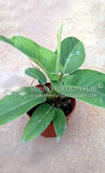 Philodendron Imperial Green1